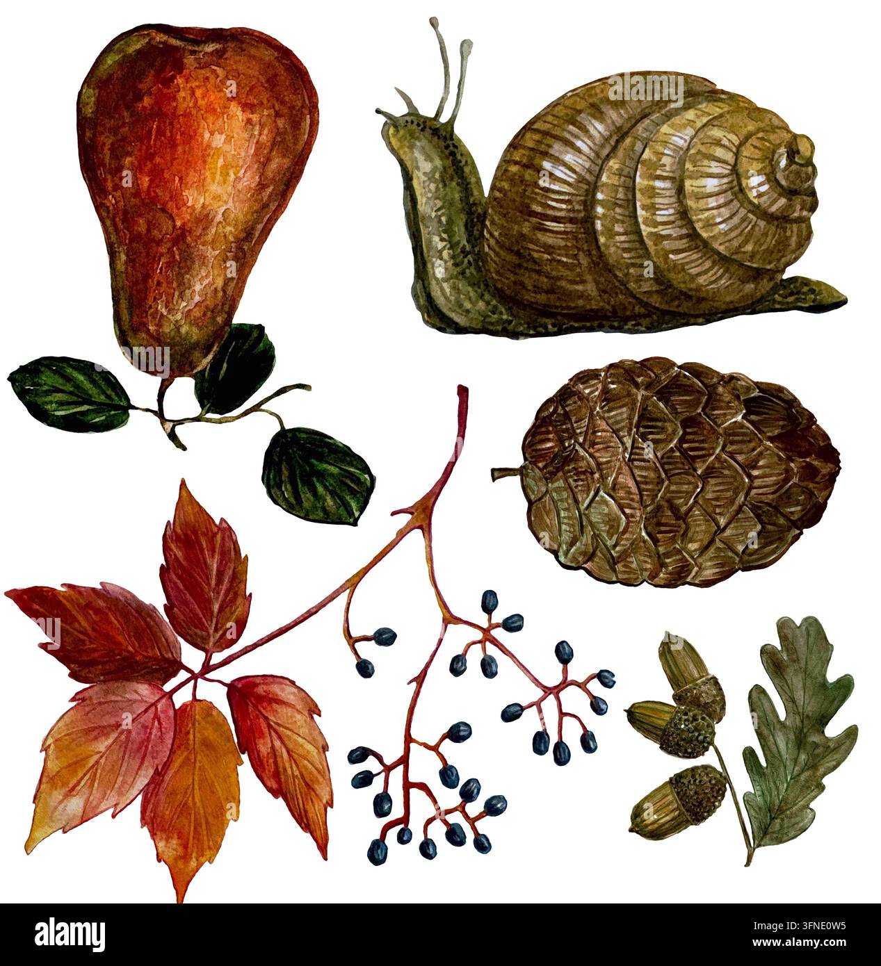 Ein Satz natürlicher Objekte. Ein Satz Schnecken, Trauben, Eicheln, Birnen Stockfoto