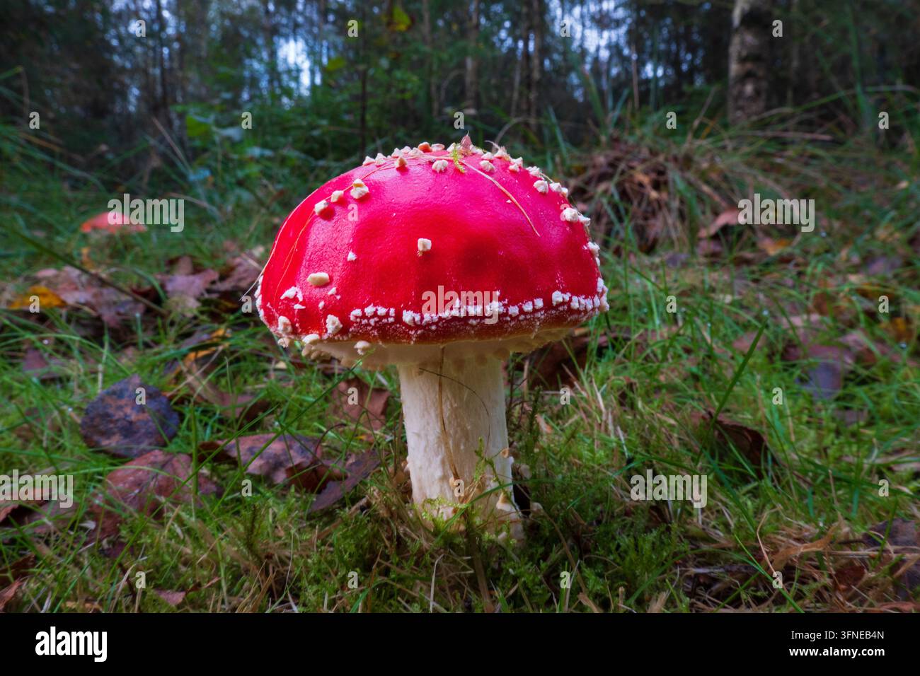 Junge fly Agaric Stockfoto