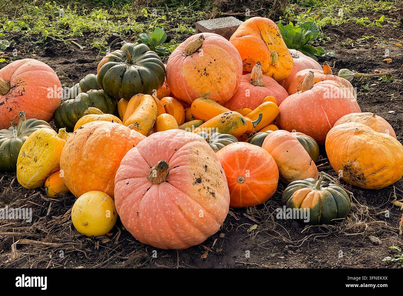 Erntete Kürbisse ruhen in reichem, erdigen Boden. Bunte Sorten zeigen weiche Töne von Orange, Grün und Gelb. Jeder Kürbis zeigt natürliche Textur und Stockfoto