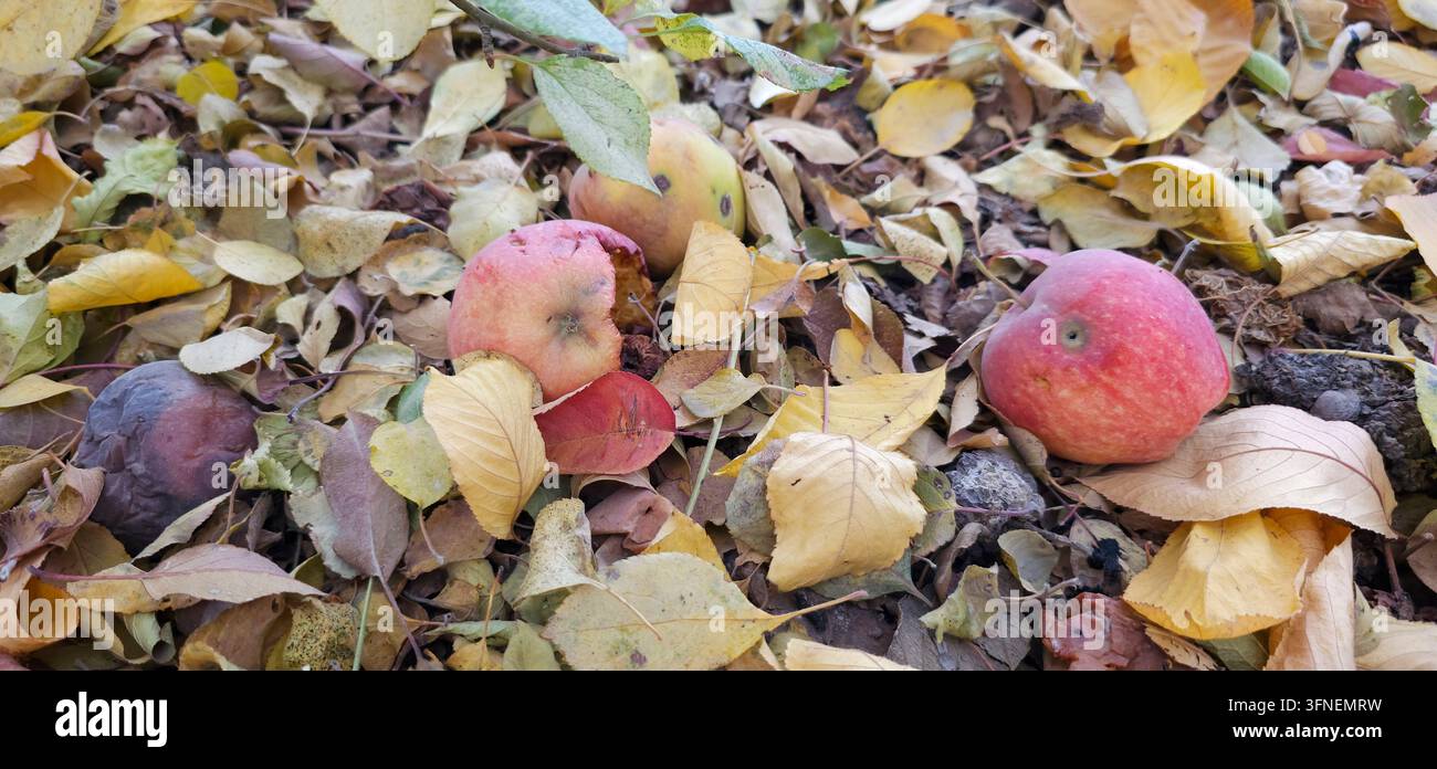 Reife Äpfel liegen zwischen gefallenen Herbstblättern auf dem Boden in einer natürlichen Außenumgebung. Stockfoto