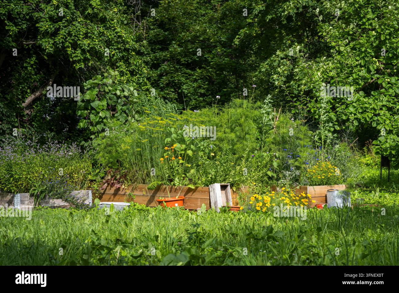 Üppiger Cottage-Garten mit erhöhten Holzbetten, gefüllt mit Kräutern, essbaren Pflanzen und farbenfrohen Blumen, umgeben von alten Bäumen und Waldvegetation. Stockfoto