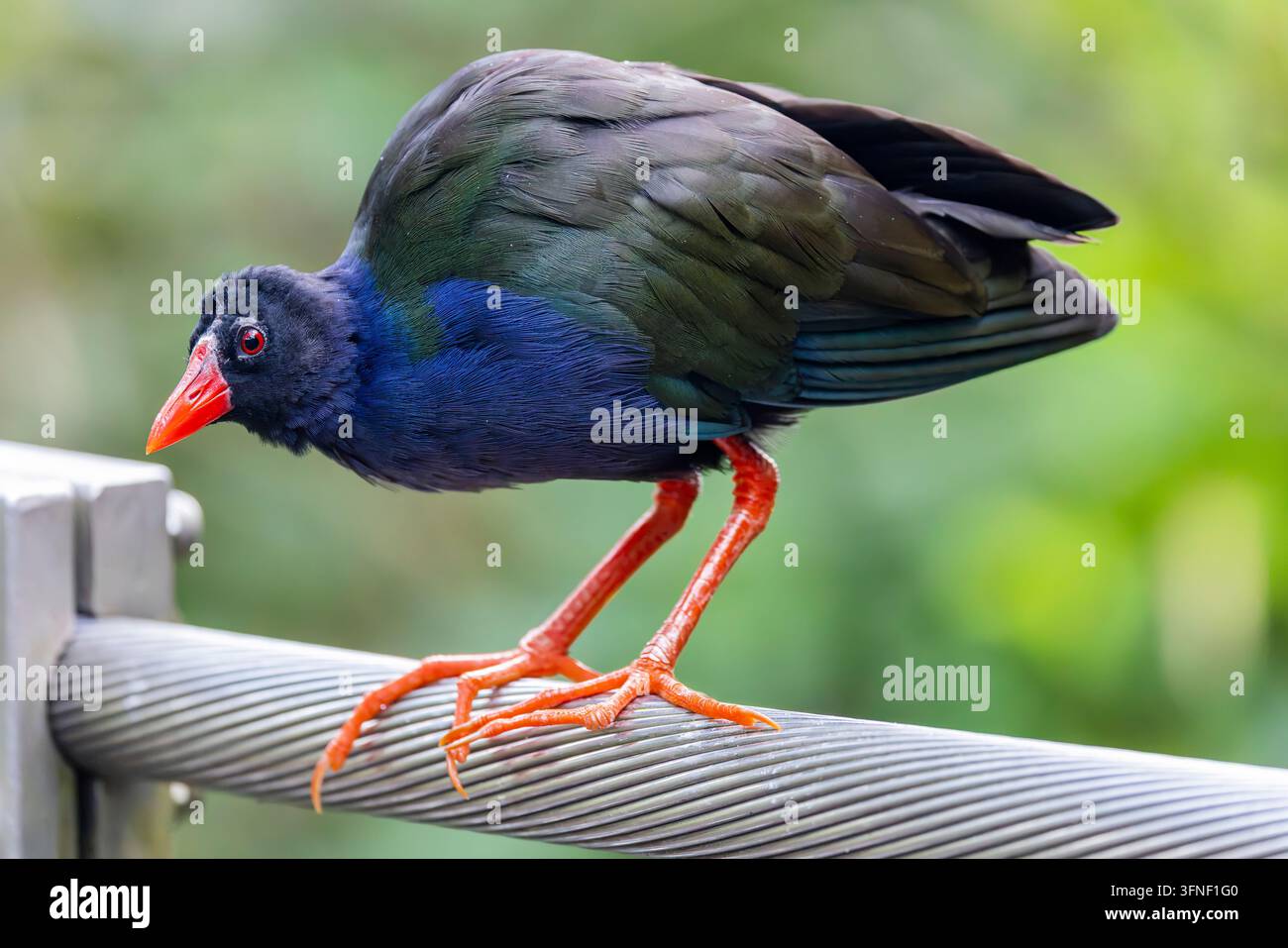 Eine Allen-Trappe (Porphyrio alleni) läuft durch Sumpfvegetation und zeigt ihr lebhaftes blaues Gefieder, ihren roten Schnabel und die langen Zehen. Stockfoto