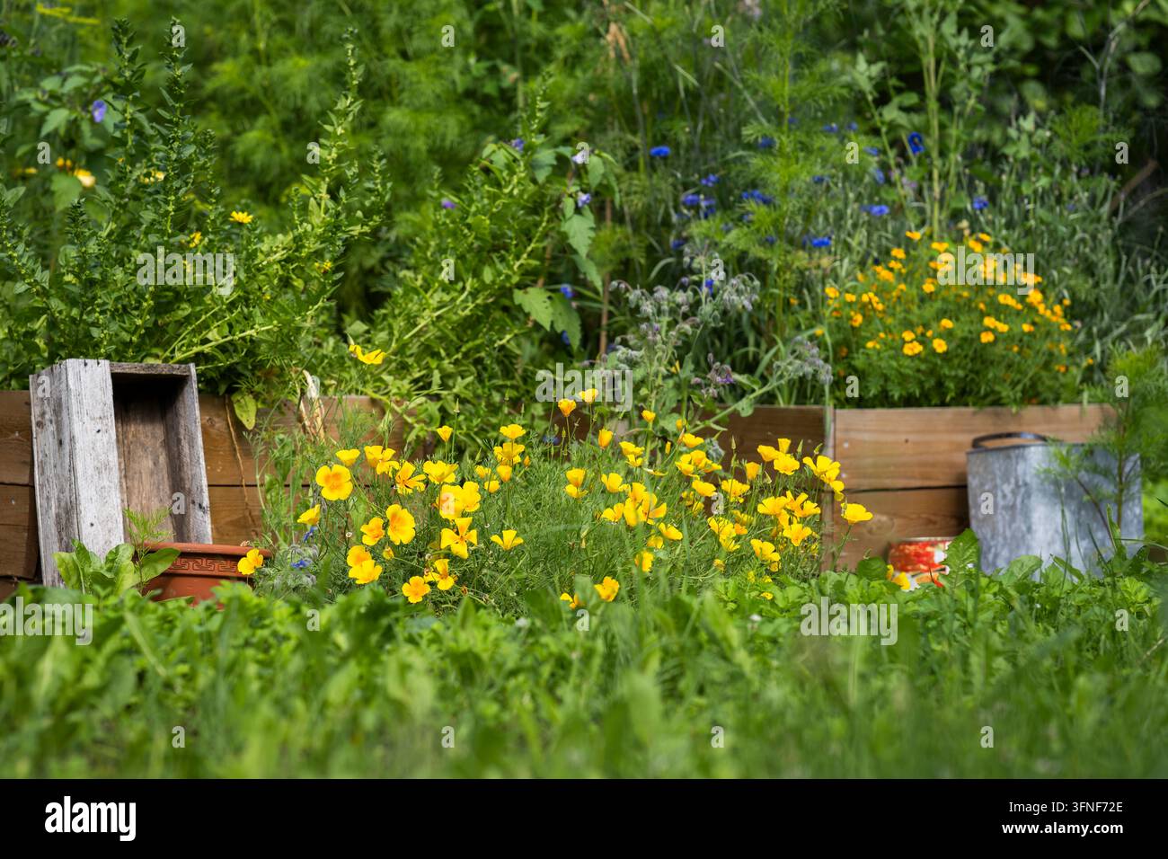 Eschscholzia californica, kalifornischer Mohn, mit leuchtend goldgelben becherförmigen Blüten, die reichlich in einem üppigen Cottage-Garten zwischen Kräutern blühen. Stockfoto