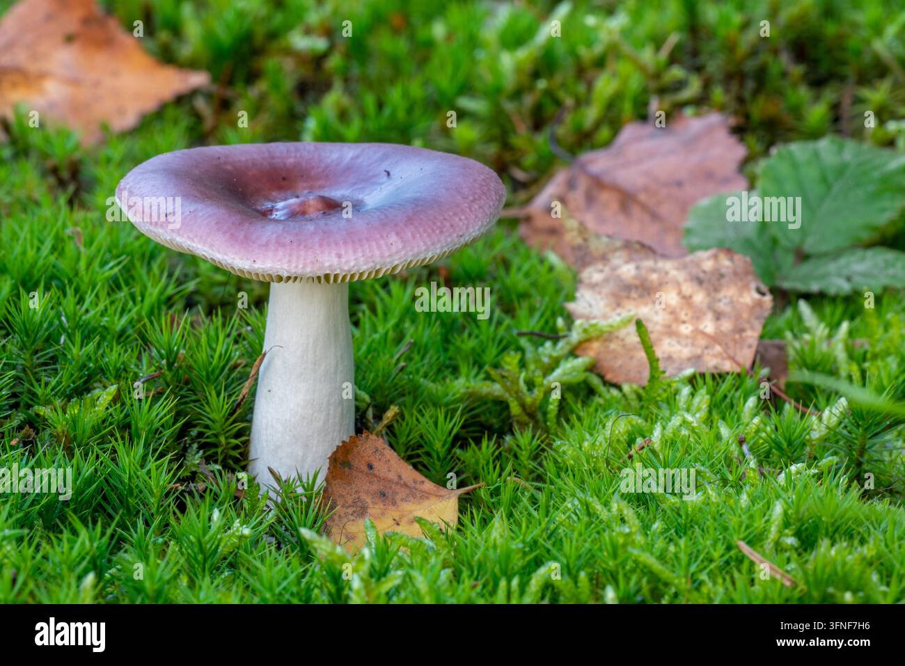 Humpback-Schrumpfung (Russula caerulea), essbarer Pilz auf moosbedecktem Waldboden in Nadelwald im Herbst Stockfoto