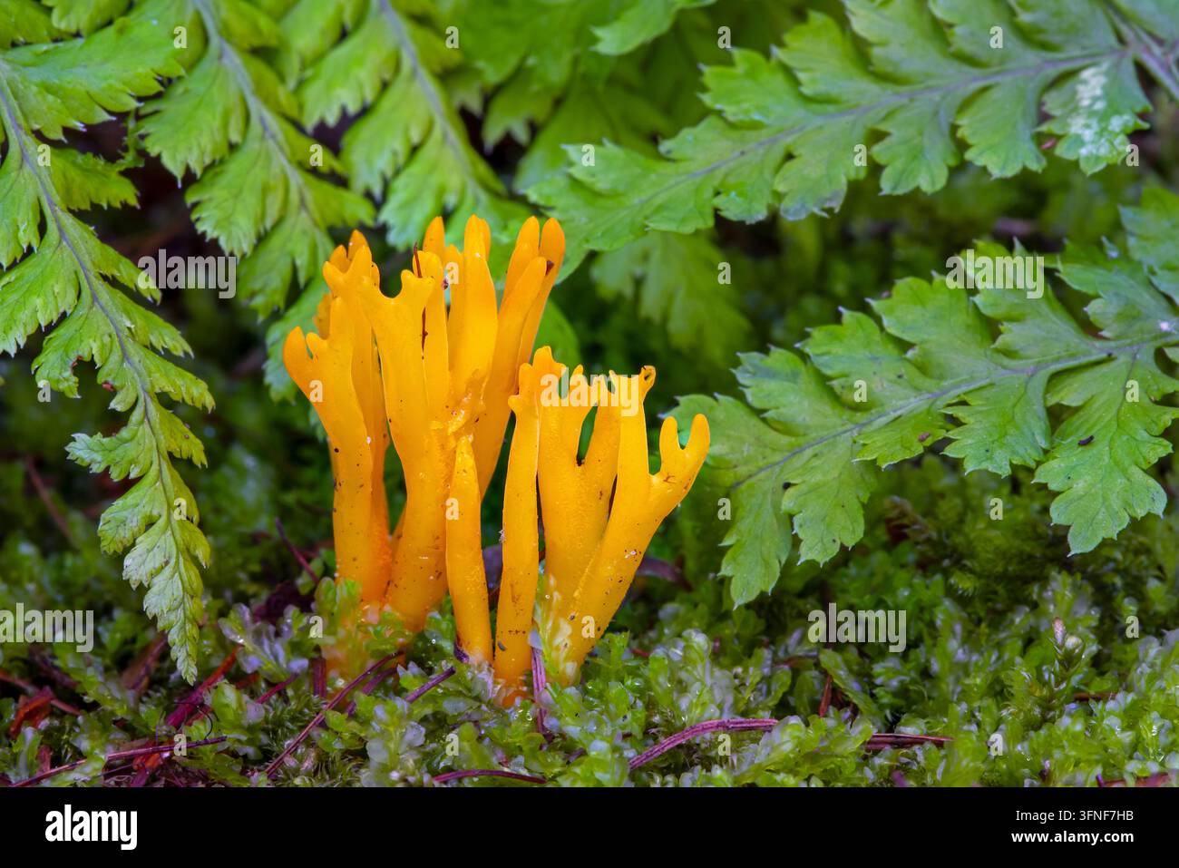 Gelber Hirschhorn / Korallenpilz (Calocera viscosa) Fruchtkörper, der im Herbst / Fall zwischen Farnen auf dem Waldboden in Nadelwald wächst Stockfoto