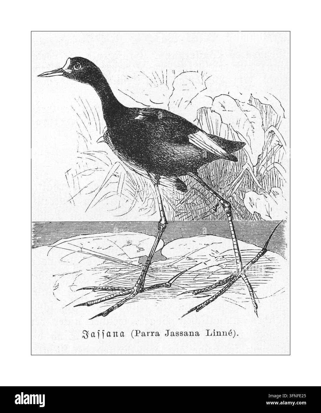 Jacana-Vogel (Parra Jassana) mit langen Beinen, der auf einem Seerosenblatt in einem Sumpf steht, Radierung aus dem 19. Jahrhundert. Stockfoto