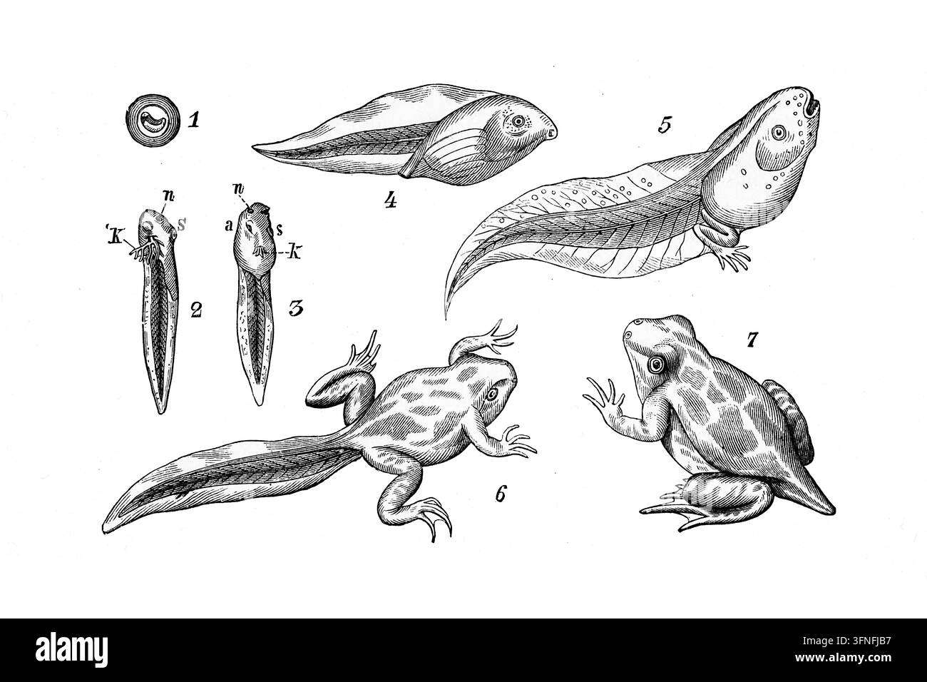 Entwicklung der Metamorphose-Stadien des Gewöhnlichen Scheibenfingers (Pelobates fuscus), eine detaillierte wissenschaftliche Studie des Amphibien-Lebenszyklus, 19. Jahrhundert. Stockfoto