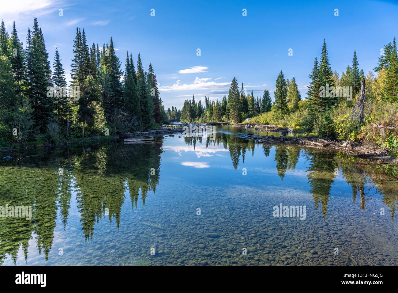 Cottonwood Creek im Grand Teton Nationalpark mit alpinem Baum und klarem Wasser in Wyoming Stockfoto