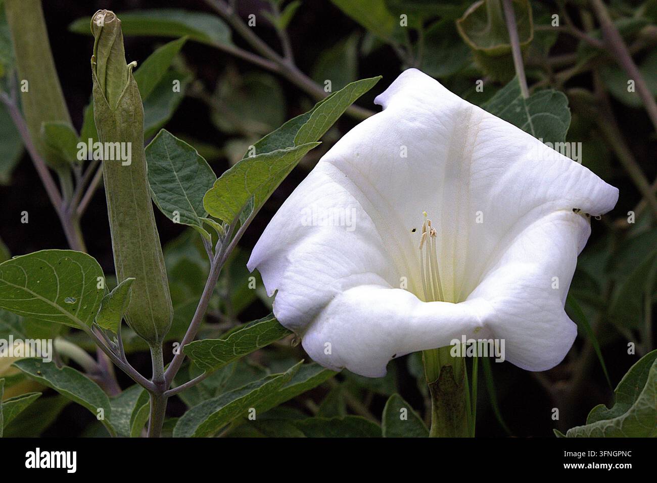 Weiße Jimsonweed-Blüte und geschlossene Knospe in einer horizontalen Makrokomposition vor einem dichten grünen Laubhintergrund. Stockfoto