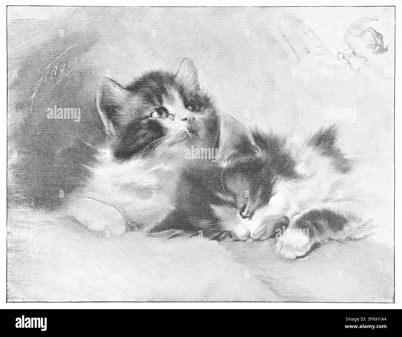 Kätzchen kuscheln, eines wach, eines schlafend, häusliches Interieur, Zeichnung aus dem 19. Jahrhundert. Stockfoto