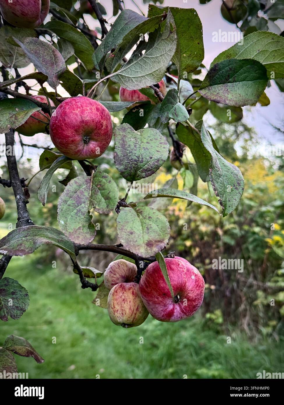 Nahaufnahme von reifen rot gestreiften Äpfeln, die während der Herbsterntezeit an belaubten Baumzweigen in einem Obstgarten hängen - Smartphone-aufgenommenes Stockfoto