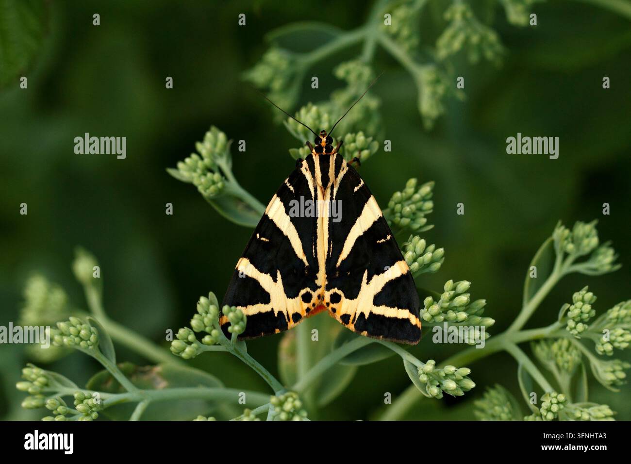 Tigerfalter oder Gartentiger. Insekt auf Sedum. Artica caja. Falter, britisch. Stockfoto