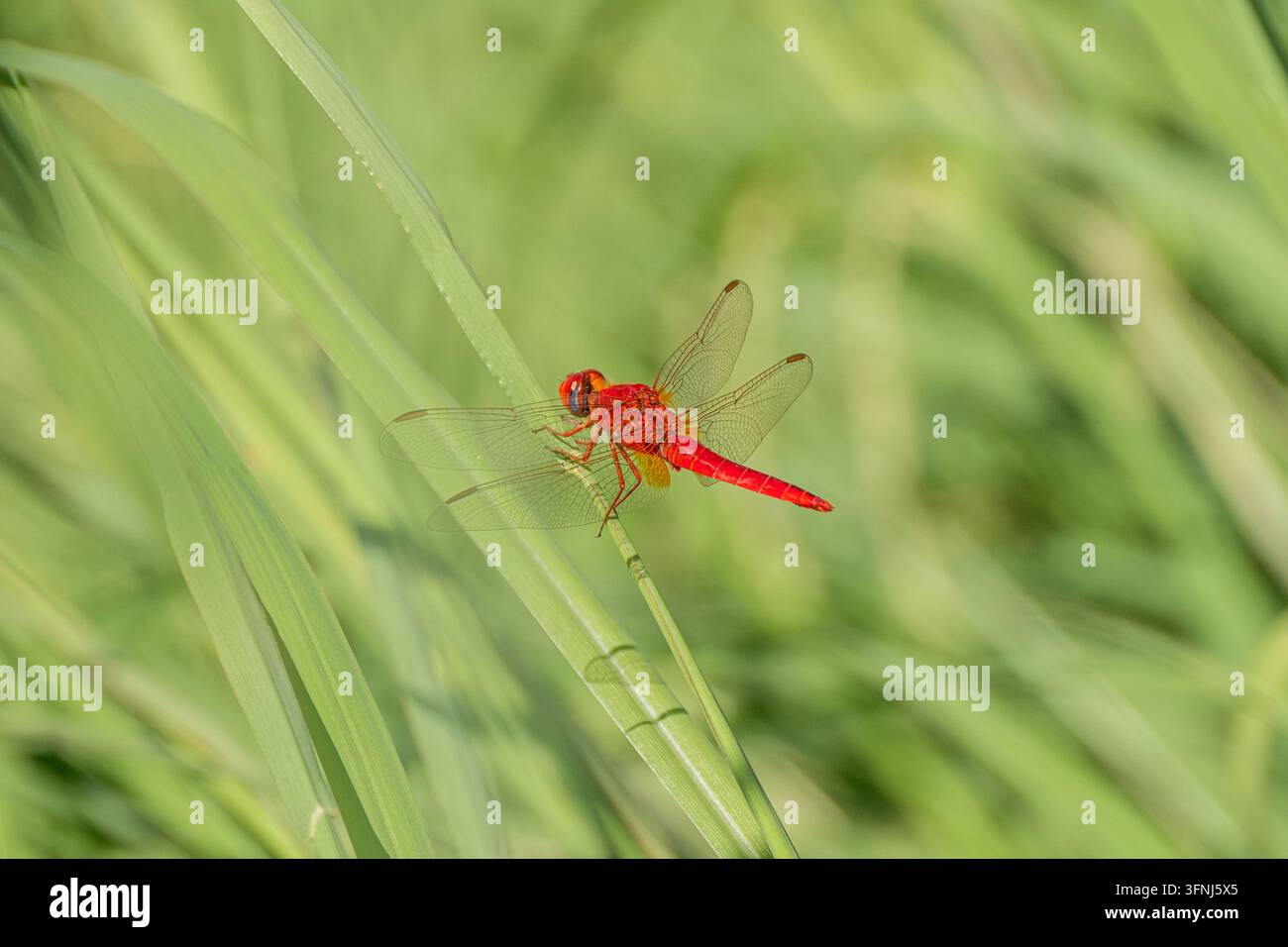 Zwei rote Libellen ruhen auf einem breiten grünen Blatt, ihre durchsichtigen Flügel und lebhaften Körper werden von einem sanft unscharfen natürlichen Hintergrund eingerahmt. Stockfoto