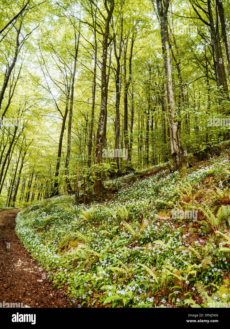 Ein sonnendurchfluteter Feldweg windet sich durch dichten Wald unter hohen Bäumen und einem leuchtend grünen Blätterdach. Farne, Moos und kleine weiße Wildblumen säumen den Pfad Stockfoto