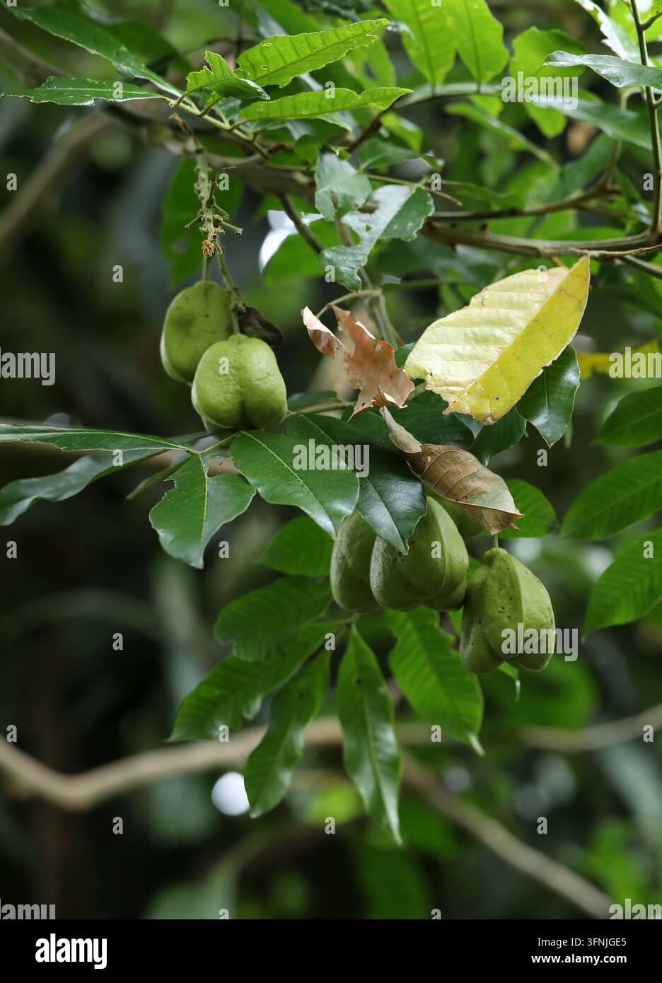 Ackee oder Ackee-Äpfel (unreif), Blighia sapida, Sapindaceae. Westafrika. Stockfoto