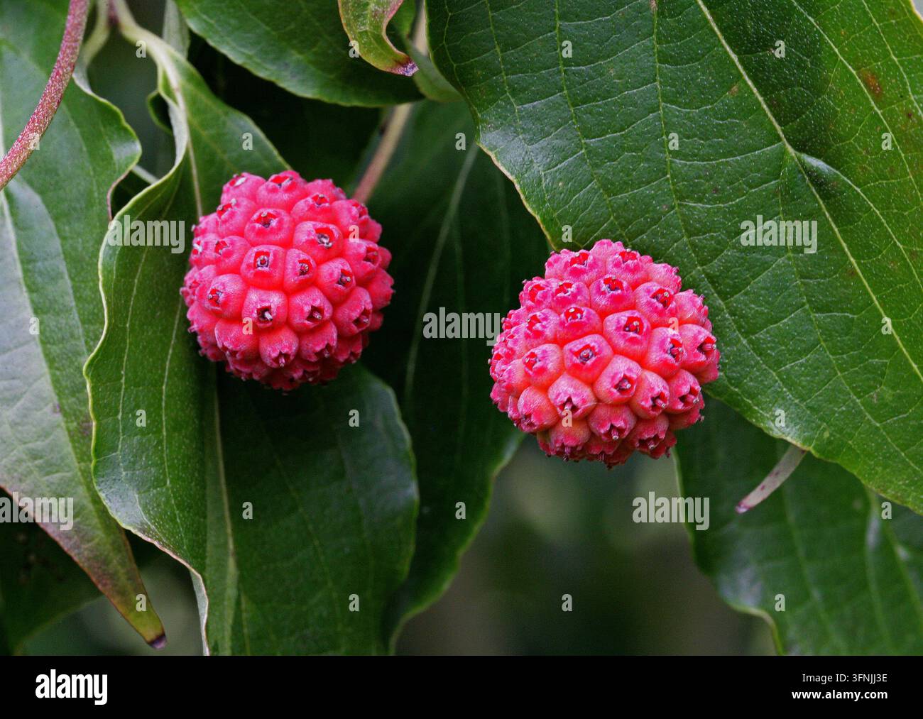 Japanischer Hartriegel, Kousa, Kousa-Hartriegel, Chinesischer Hartriegel oder Koreanischer Hartriegel, Cornus kousa, Cornaceae. Japan, Korea, Asien. Stockfoto