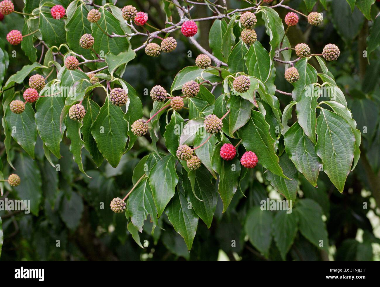 Japanischer Hartriegel, Kousa, Kousa-Hartriegel, Chinesischer Hartriegel oder Koreanischer Hartriegel, Cornus kousa, Cornaceae. Japan, Korea, Asien. Stockfoto