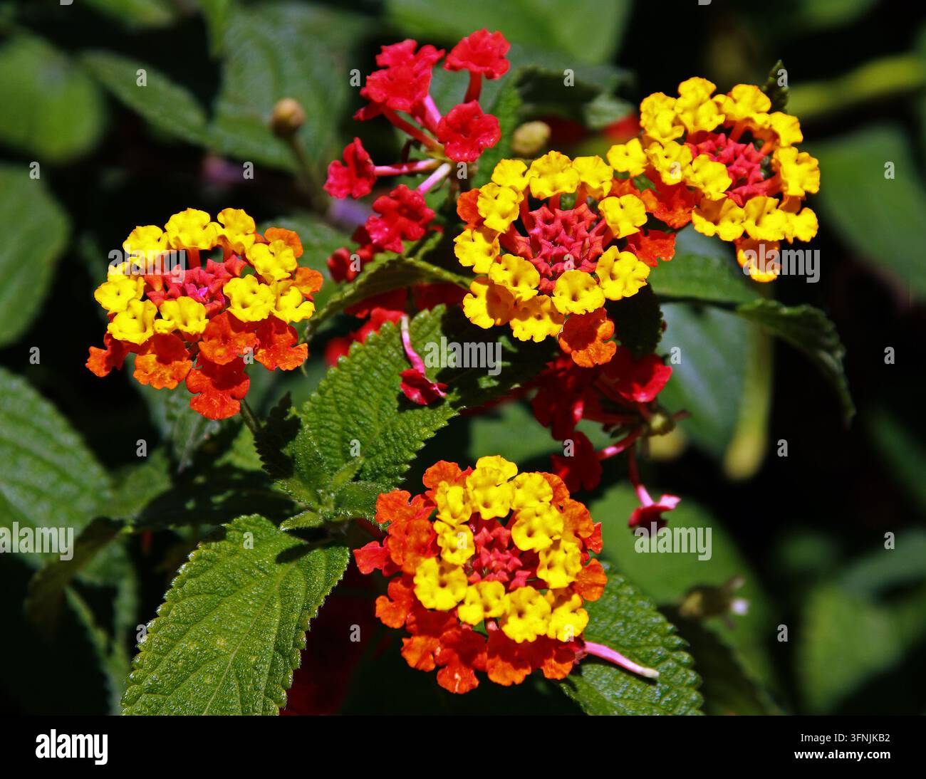 Spanische Flagge, Lantana camara, Verbenaceae, Tropisches Zentral- und Südamerika. Südamerika. Auch bekannt als Große Salbei, Wilder Salbei, Roter Salbei, Weißer Salbei. Stockfoto