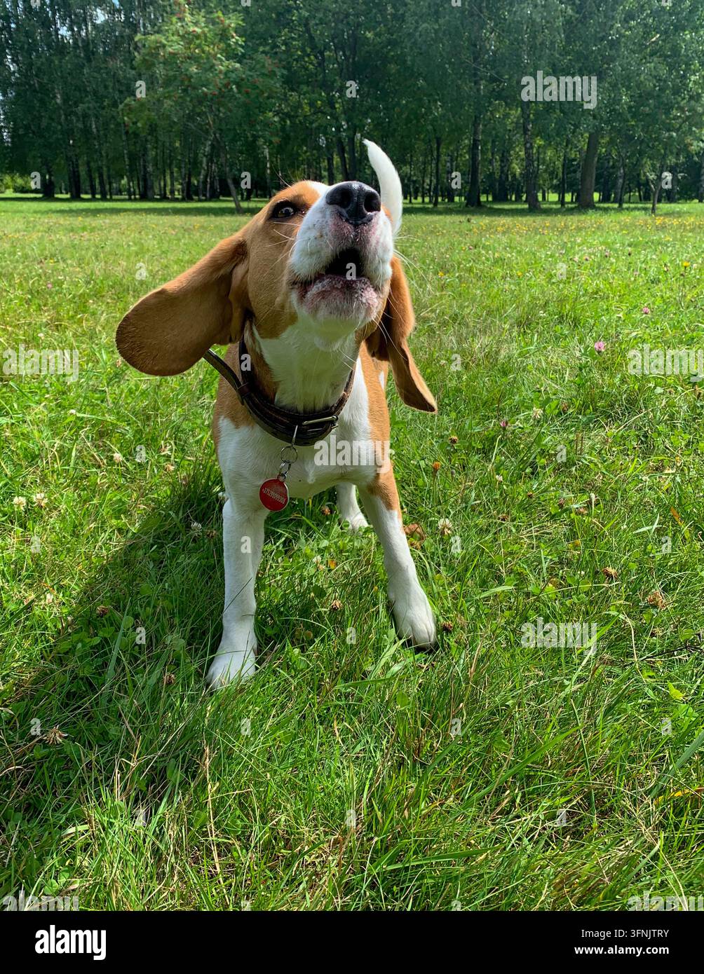 Beagle-Hund in einem Ledergeschirr bellt mit fliegenden Ohren auf grünem Gras in einem sonnigen Sommerpark. Stockfoto