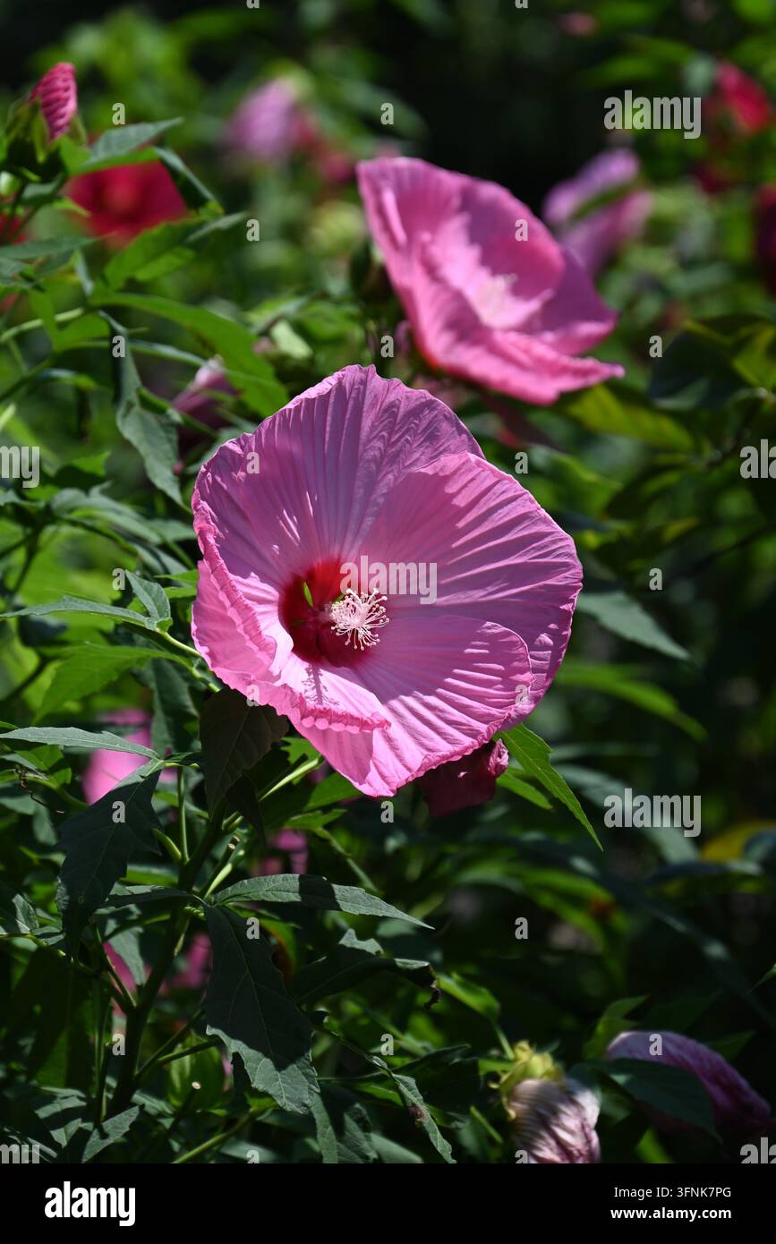 Hibiskus 'Titanbicus' Blüten. Malvaceae Staude. Stockfoto