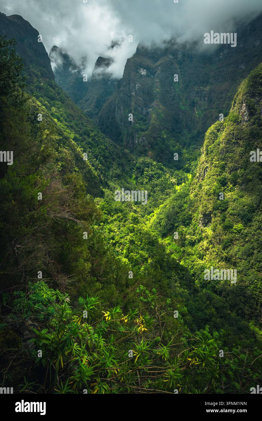 Großartige Aussicht mit immergrünem Wald im tiefen Tal, Madeira, Portugal, Europa Stockfoto