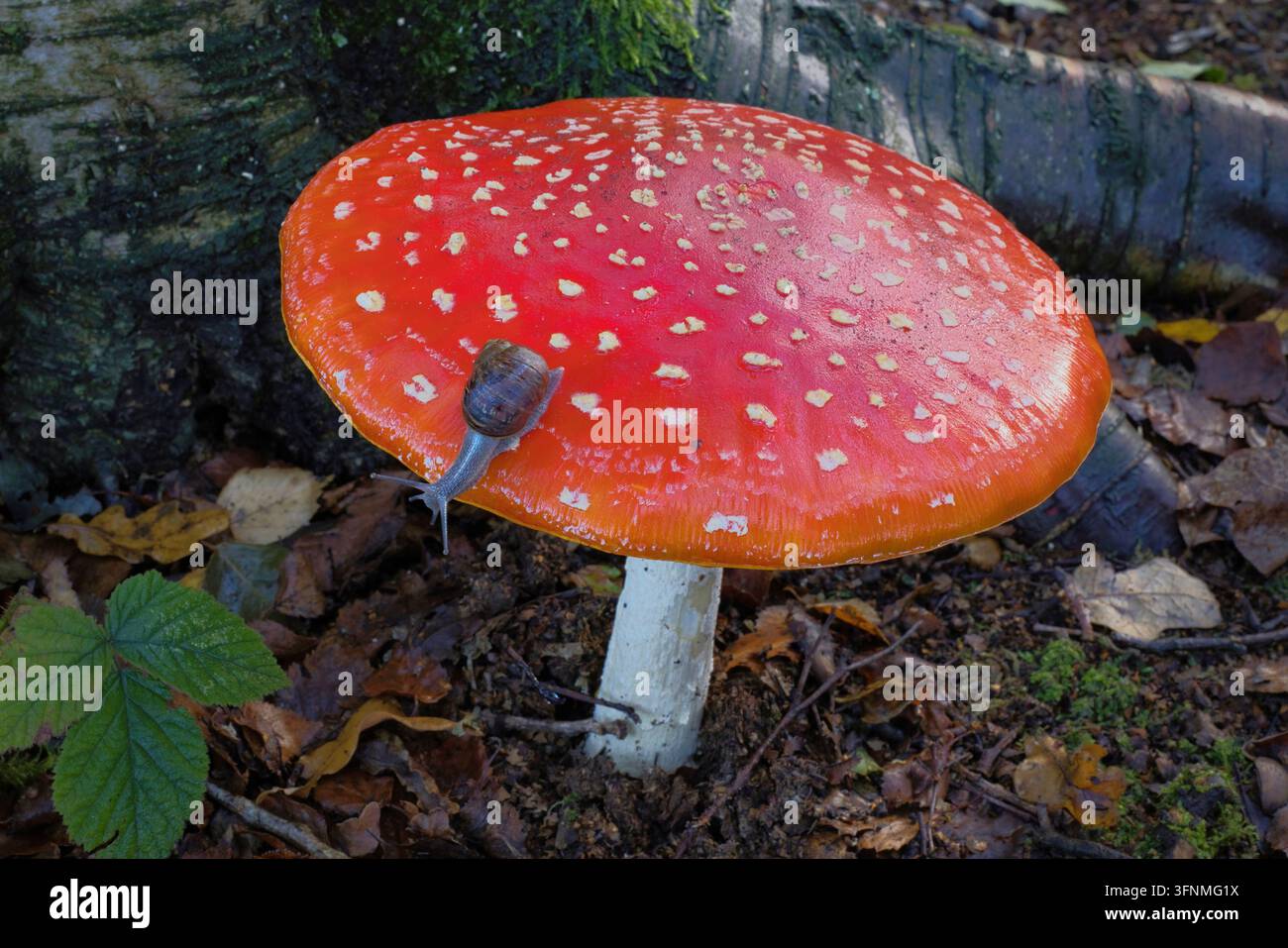 Das Bild zeigt eine Gartenschnecke, die auf einer Fliegenpilz-Amanita muscaria krabbelt, einem ikonischen Pilz mit einem leuchtend roten Hut, der mit weißen Warzen übersät ist, Stockfoto