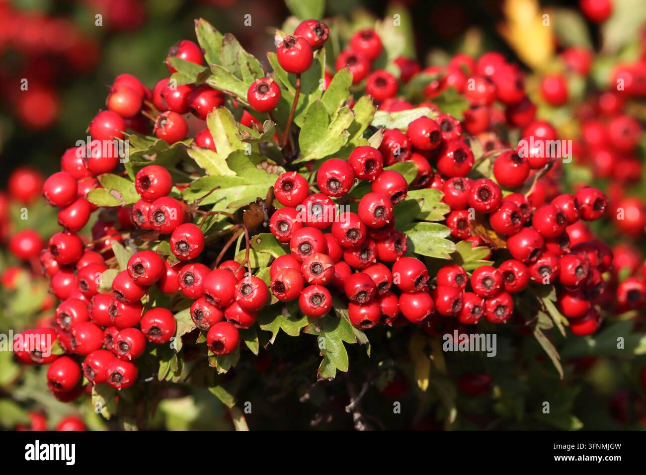 Rote Beeren der GEMEINEN HAGEBUTTE (Crataegus monogyna), UK. Stockfoto