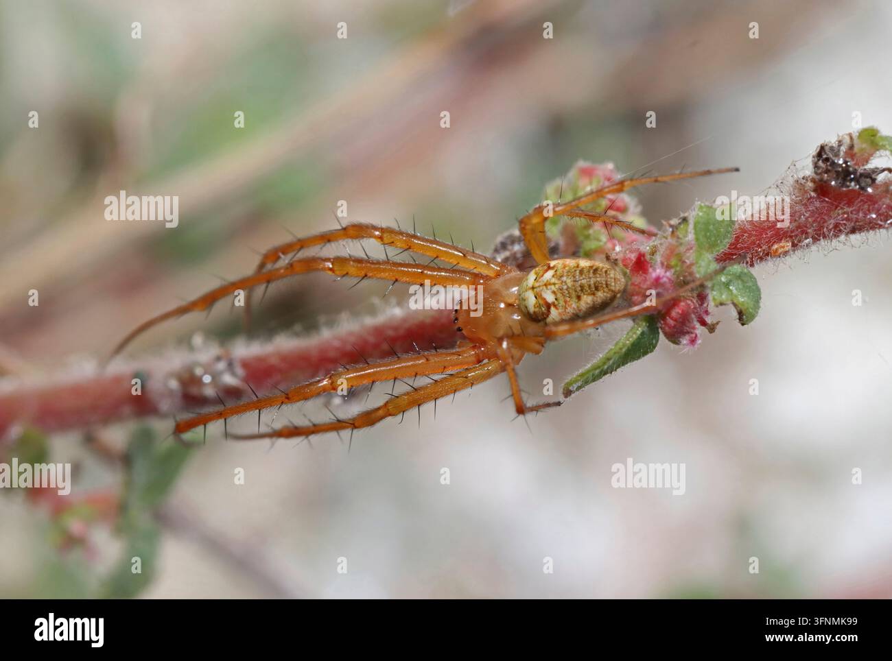 HERBSTSPINNE auch bekannt als KLEINE GARTENSPINNE, wahrscheinlich Metellina segmentata, UK. Stockfoto