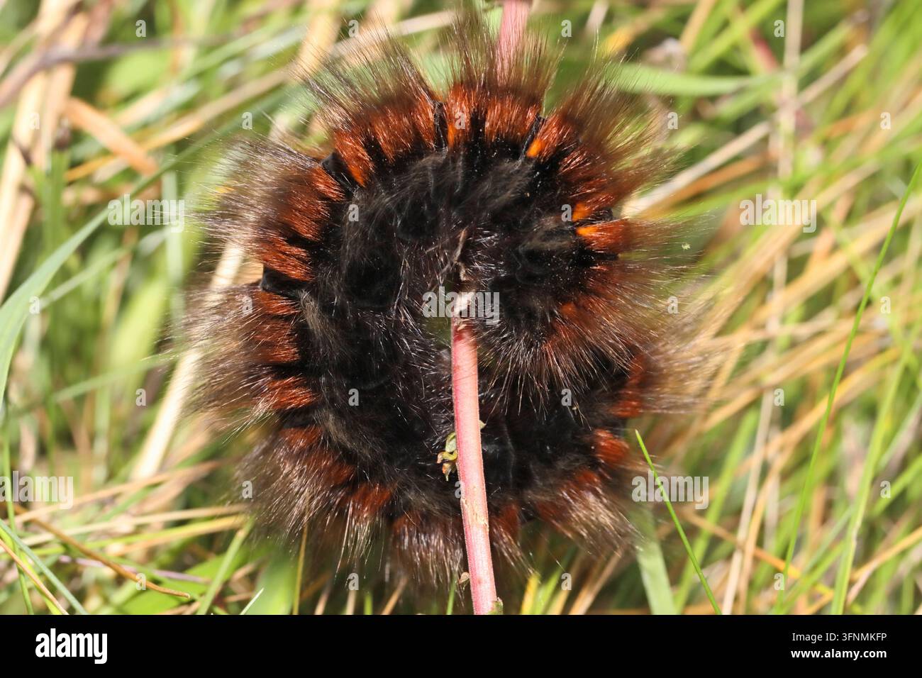 FOX MOTH CATERPILLAR (Macrothylacia rubi) Endlarve, UK. Stockfoto