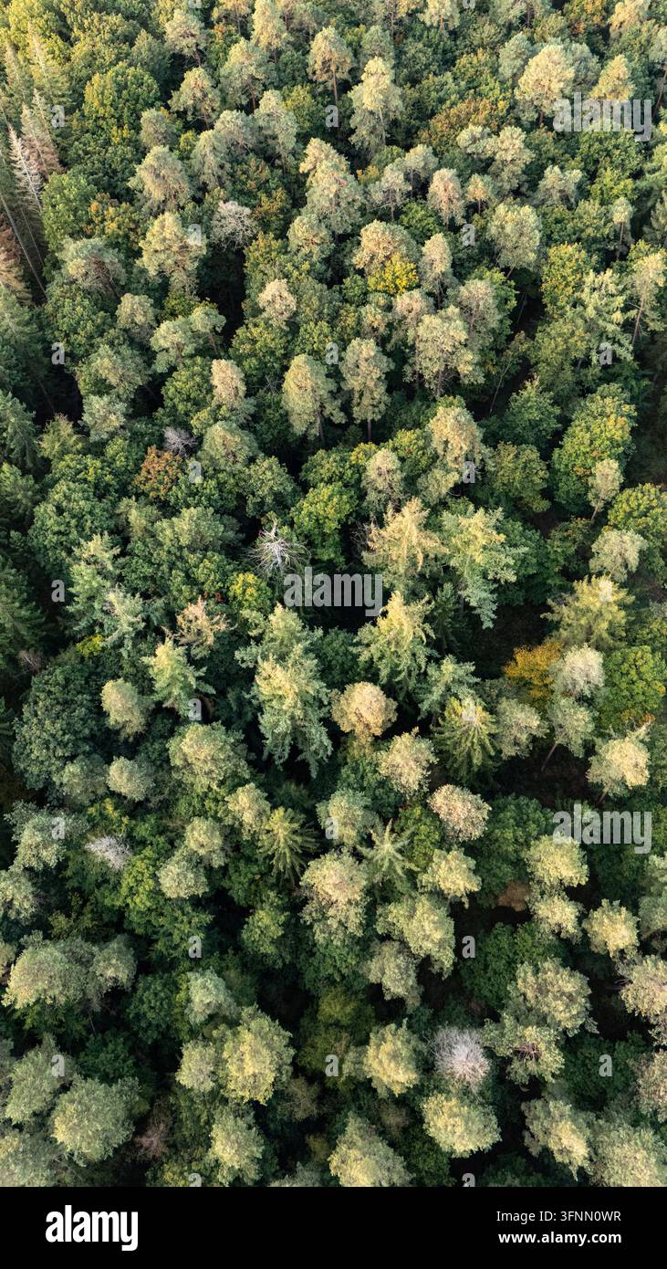 Top-Down-Luftbild eines gemischten Nadelwald-Bestandes, vertikal Stockfoto