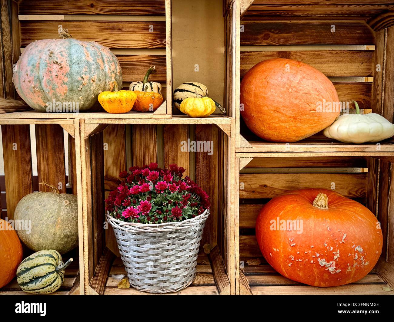 rustikale Herbstausstellung mit Kürbissen, dekorativen Kürbisbeeren, Patisson-Kürbissen und rosa Chrysanthemen in Holzkisten. - Smartphone-aufgenommenes Stockfoto
