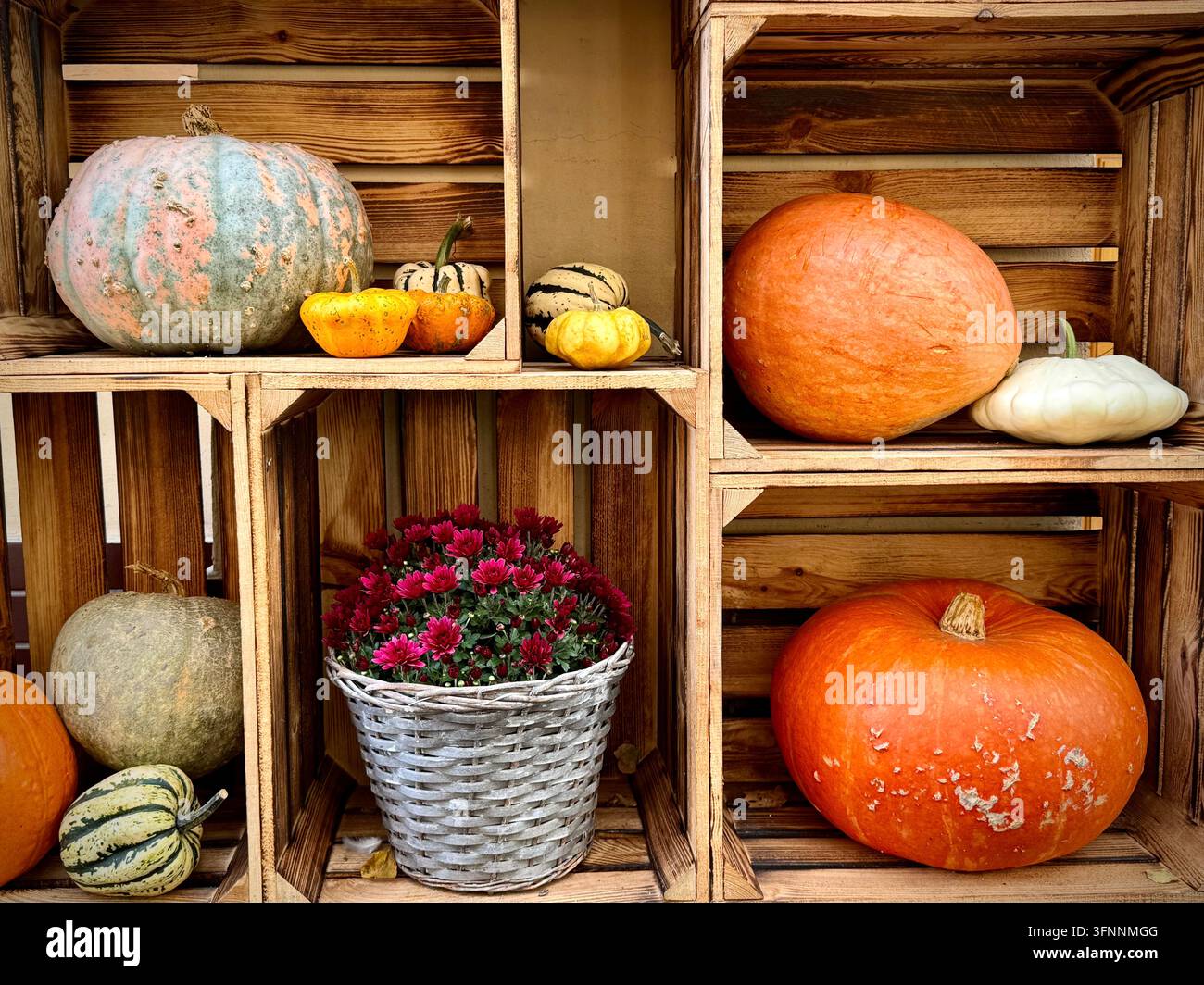 rustikale Herbstausstellung mit Kürbissen, dekorativen Kürbisbeeren, Patisson-Kürbissen und rosa Chrysanthemen in Holzkisten. - Smartphone-aufgenommenes Stockfoto