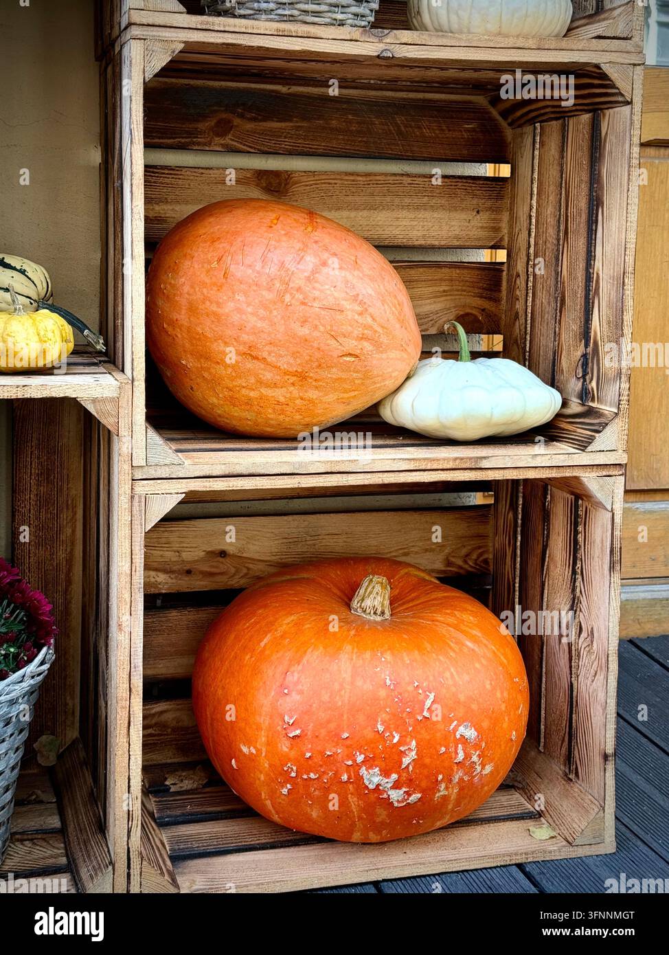 rustikale Herbstausstellung mit Kürbissen, dekorativen Kürbisbeeren, Patisson-Kürbissen und rosa Chrysanthemen in Holzkisten. - Smartphone-aufgenommenes Stockfoto