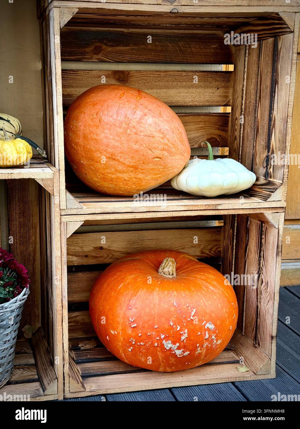 rustikale Herbstausstellung mit Kürbissen, dekorativen Kürbisbeeren, Patisson-Kürbissen und rosa Chrysanthemen in Holzkisten. - Smartphone-aufgenommenes Stockfoto