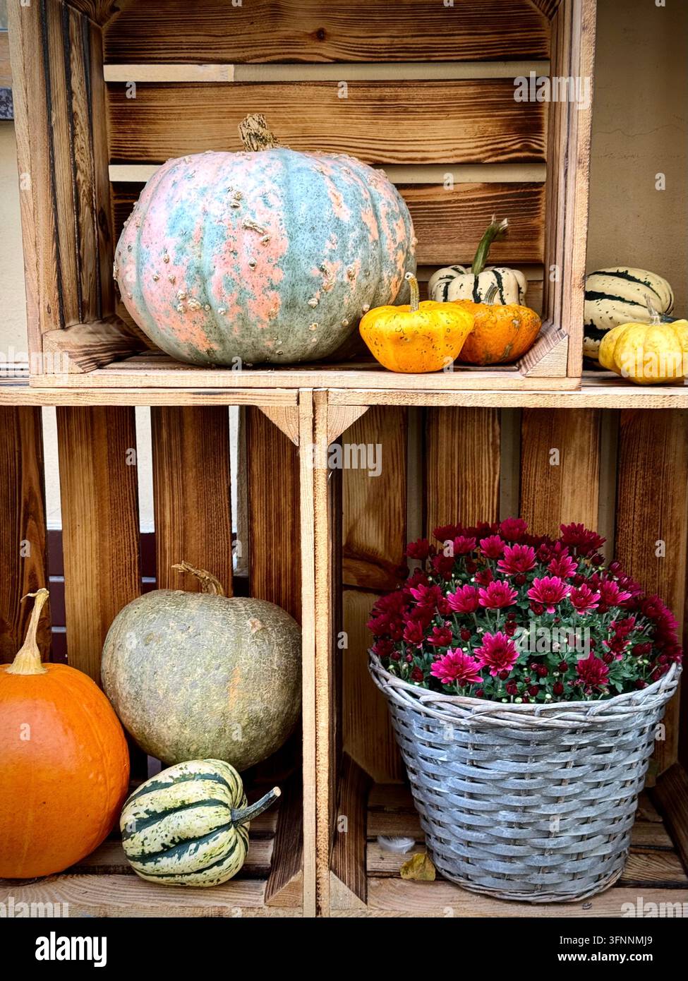 rustikale Herbstausstellung mit Kürbissen, dekorativen Kürbisbeeren, Patisson-Kürbissen und rosa Chrysanthemen in Holzkisten. - Smartphone-aufgenommenes Stockfoto