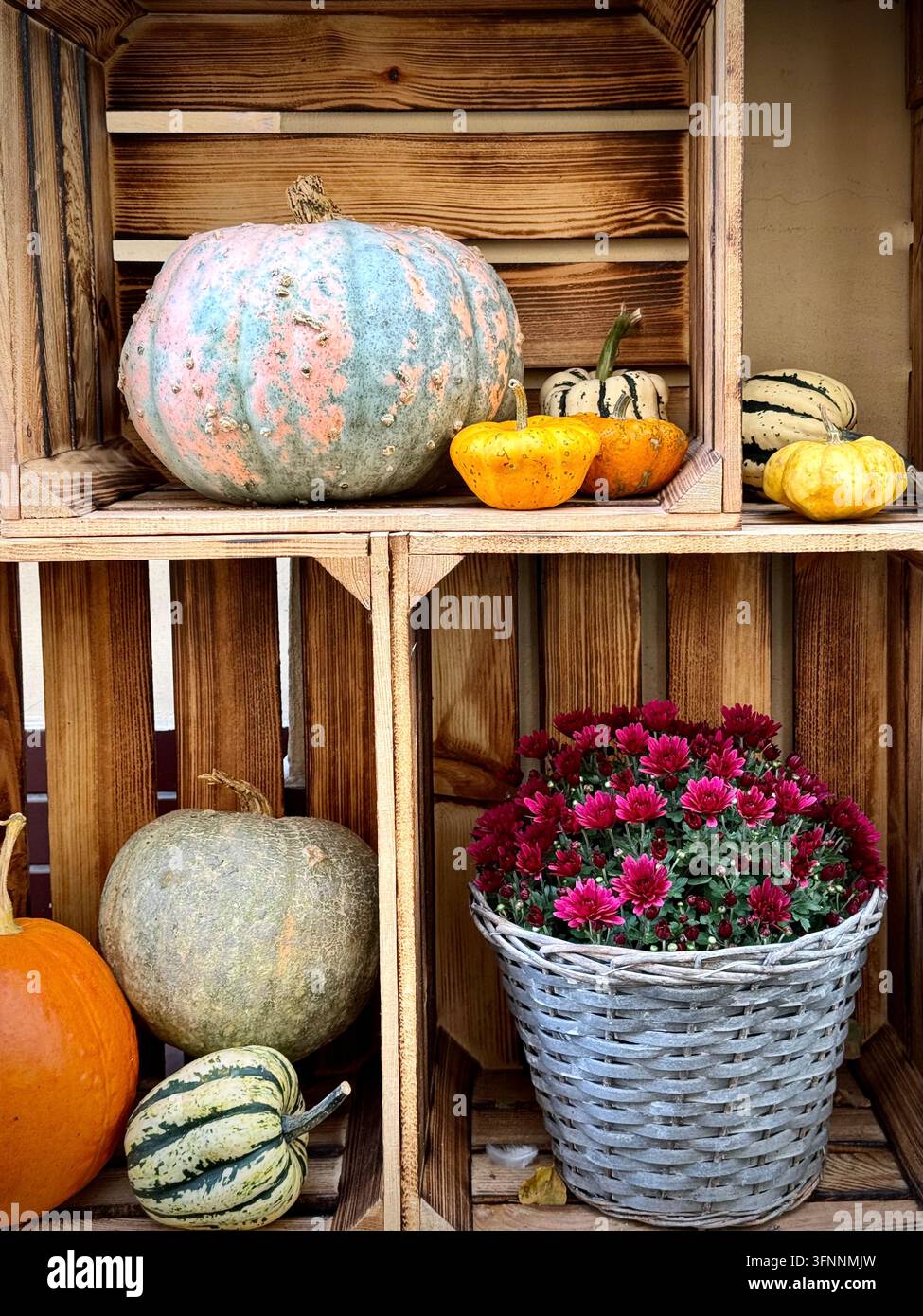 rustikale Herbstausstellung mit Kürbissen, dekorativen Kürbisbeeren, Patisson-Kürbissen und rosa Chrysanthemen in Holzkisten. - Smartphone-aufgenommenes Stockfoto