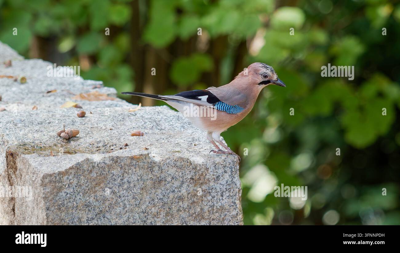Eine scharfe horizontale Nahaufnahme, die einen wunderschönen Eichelhäher einfängt Stockfoto