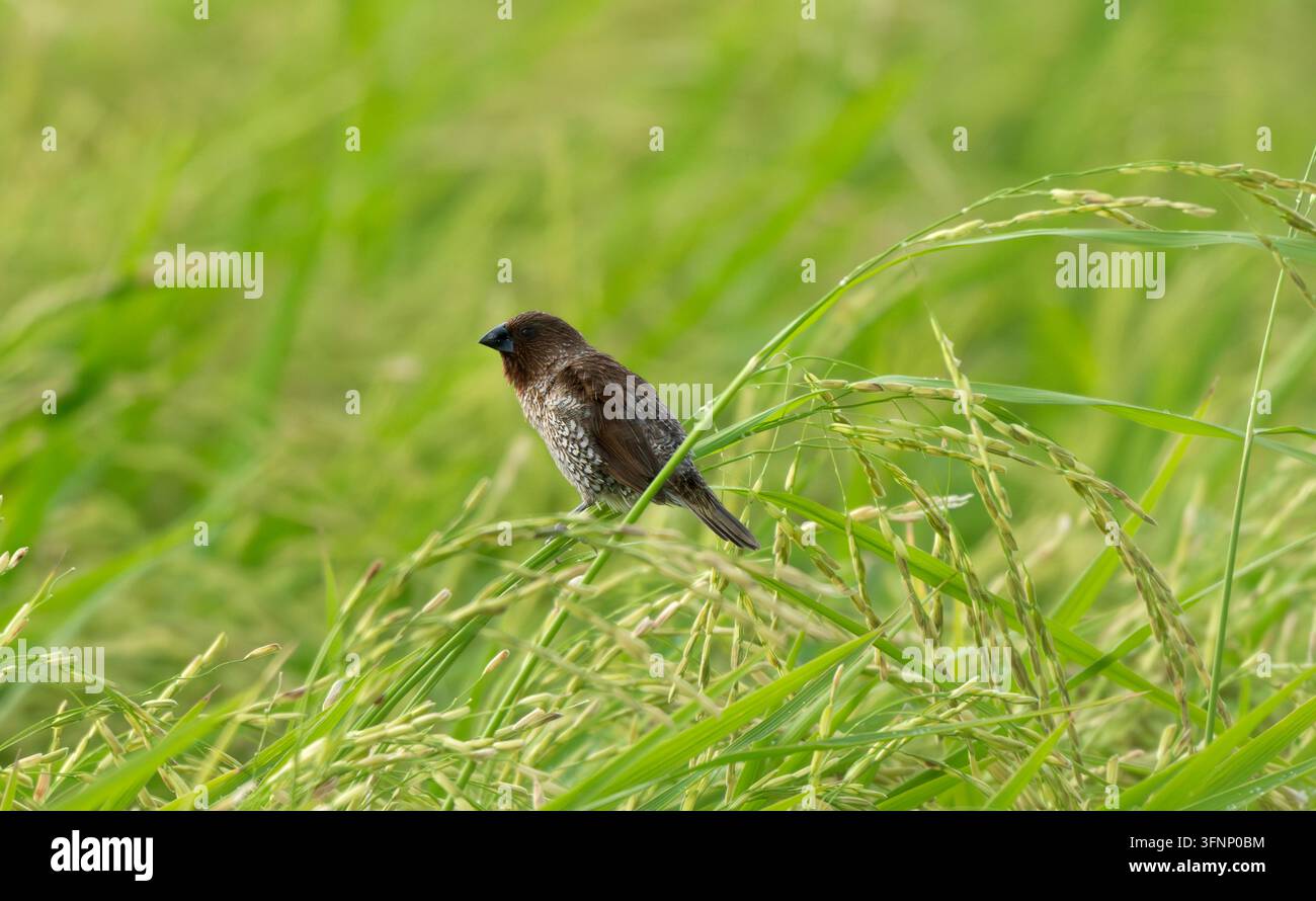 Schuppige Brustmunia zwischen reifendem Reis Stockfoto