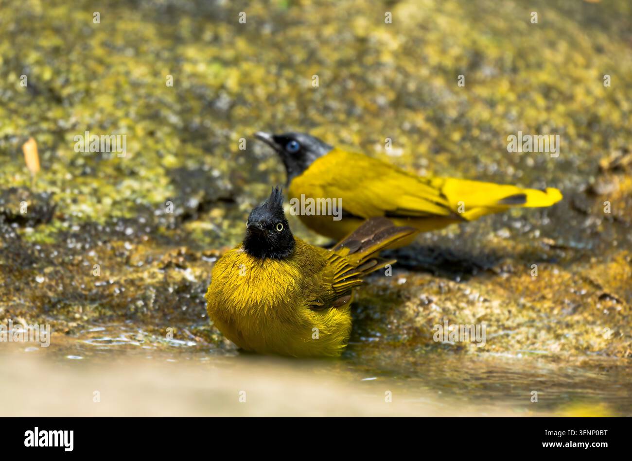 Schwarzhaubenkakadus baden in flachem Wasser Stockfoto