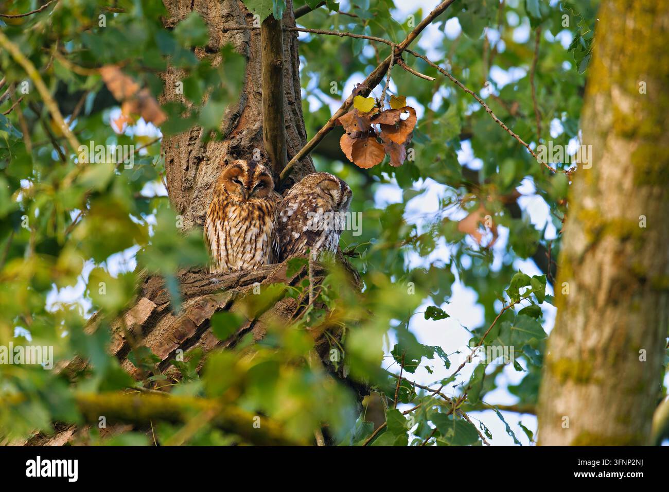 Zwei schlafende Waldohreulen (Strix aluco) versteckt im Herbstlaub eines alten Baumes in Hamburg, Deutschland. Stockfoto