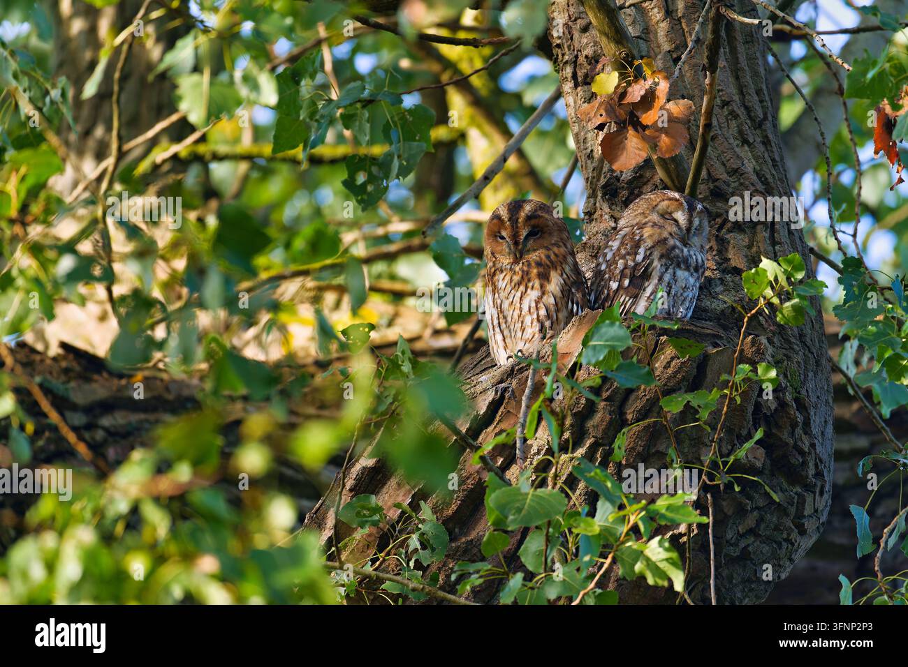 Ein nächtliches Paar der Waldohle (Strix aluco) ruht in einem natürlichen Waldhabitat in Deutschland. Stockfoto