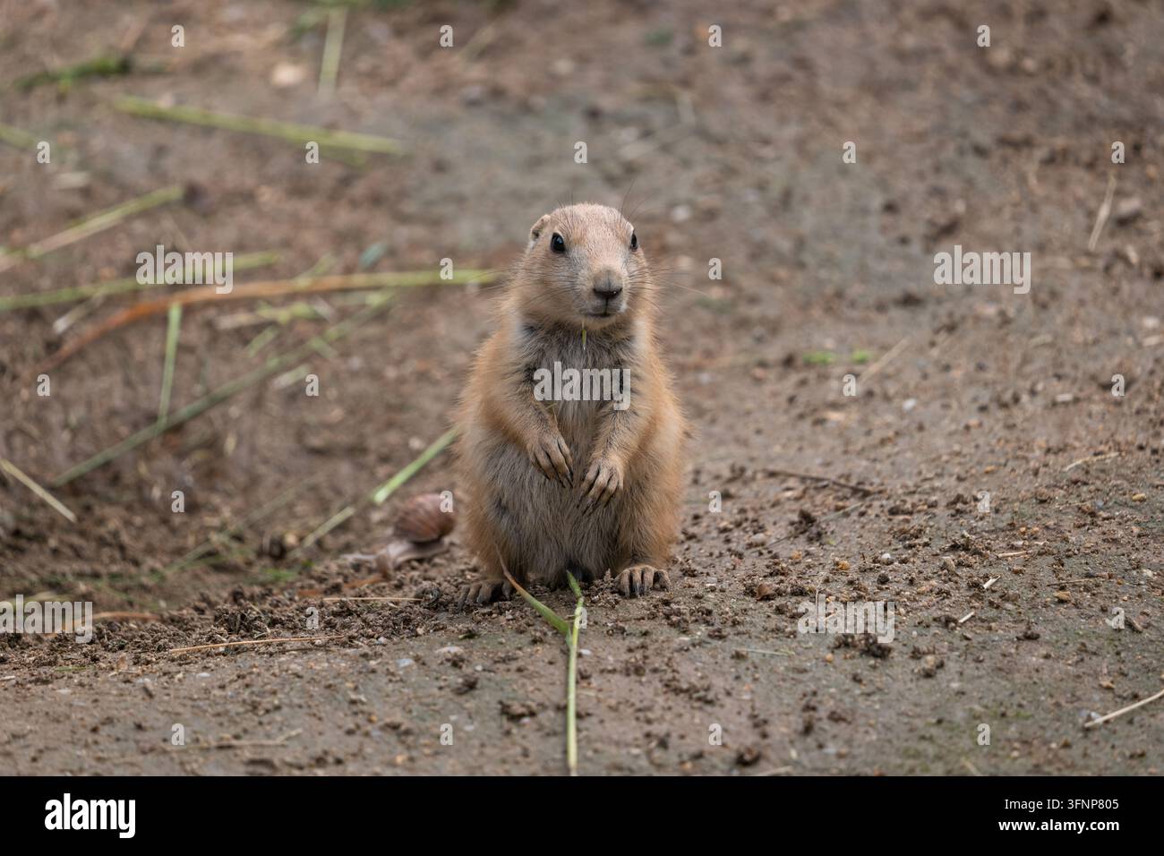 Der Schwarzschwanz-Graslandhund (Cynomys ludovicianus), Nagetier aus der Familie der Hörnchen (Sciuridae), Heimatregion: Nordamerika. Stockfoto