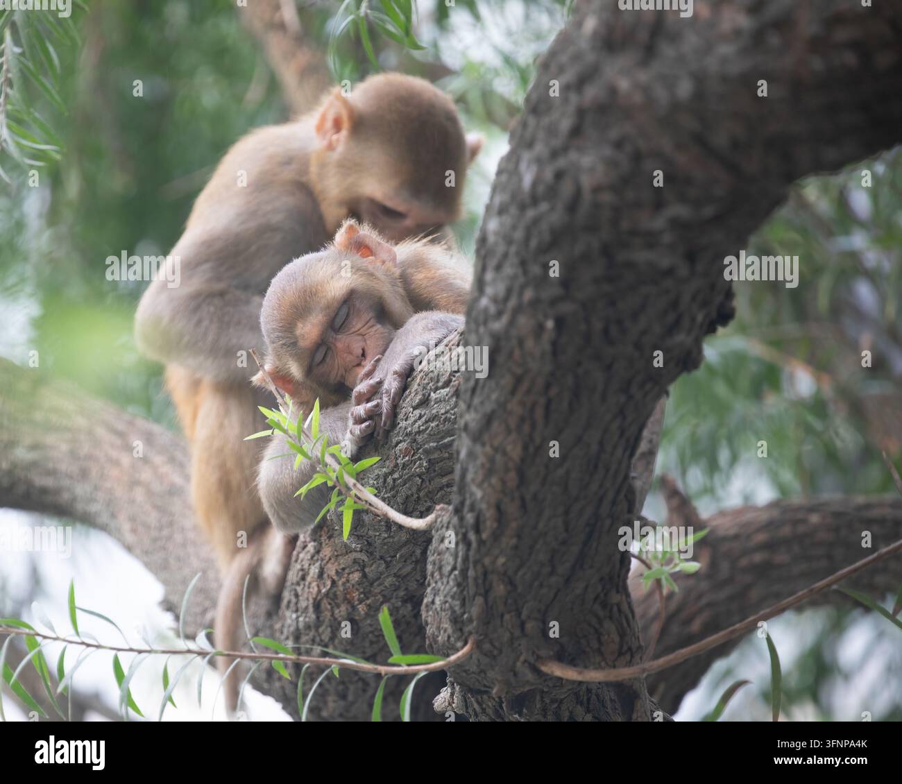 Eine Mutter und ihr Kind, ein Affe, ruhen auf einem Baum Stockfoto