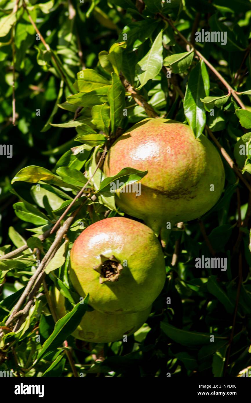 Frische Granatäpfel hängen von den Ästen zwischen den grünen Blättern im Berggebiet von Selvarotonda, in der Provinz Rieti. Stockfoto