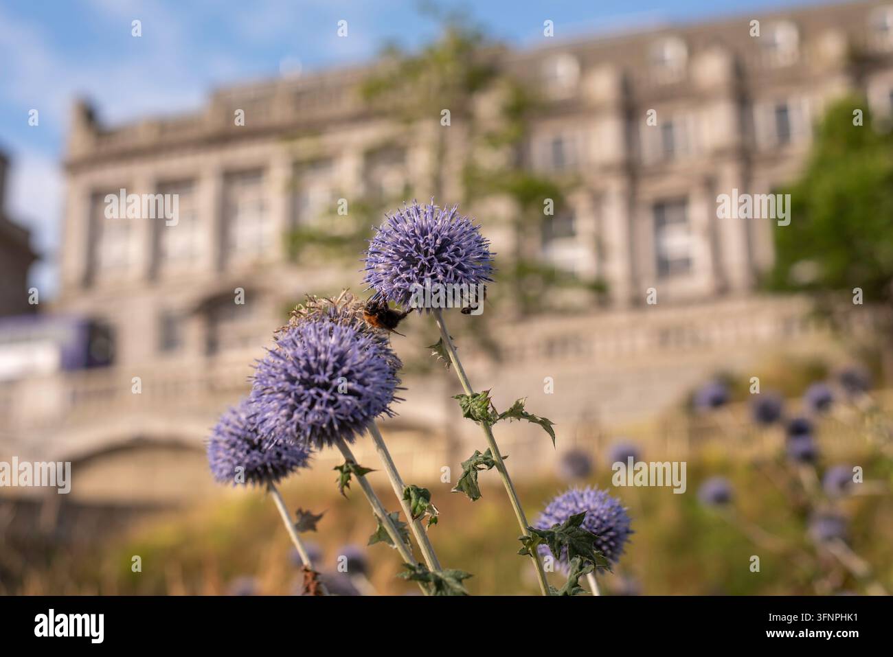Echinops oder Blaue Kugeldisteln in den Union Terrace Gardens, Aberdeen Stockfoto
