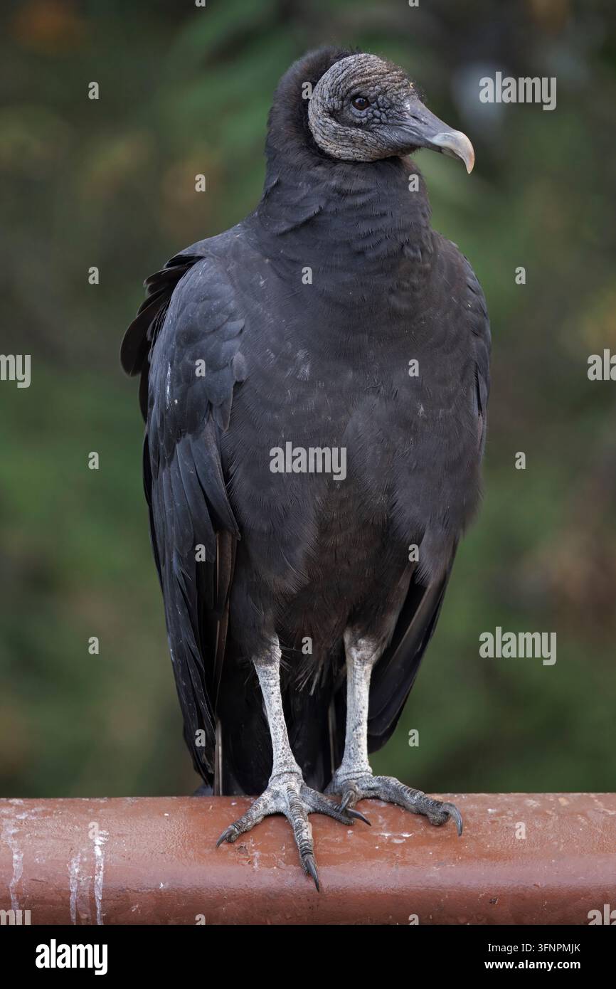 Schwarzer Geier (Coragyps atratus), der in einem Müllcontainer nach Nahrung sucht, Maryland Stockfoto
