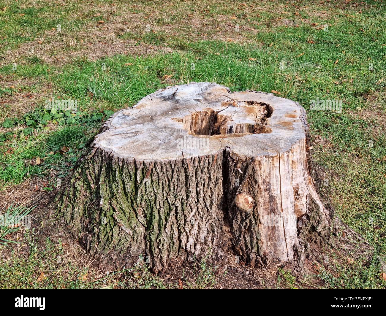 Mainz, Rheinland-Pfalz, Deutschland: großer Baumstumpf mit verwittertem Holz und strukturierter Rinde, umgeben von Gras. Stockfoto