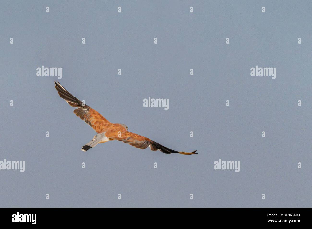 Turmfalke (Falco naumanni) im Flug, von hinten gesehen mit ausgebreiteten Flügeln, der seinen rötlichen Rücken und die dunklen Flugfedern vor einem blauem Hintergrund zeigt Stockfoto