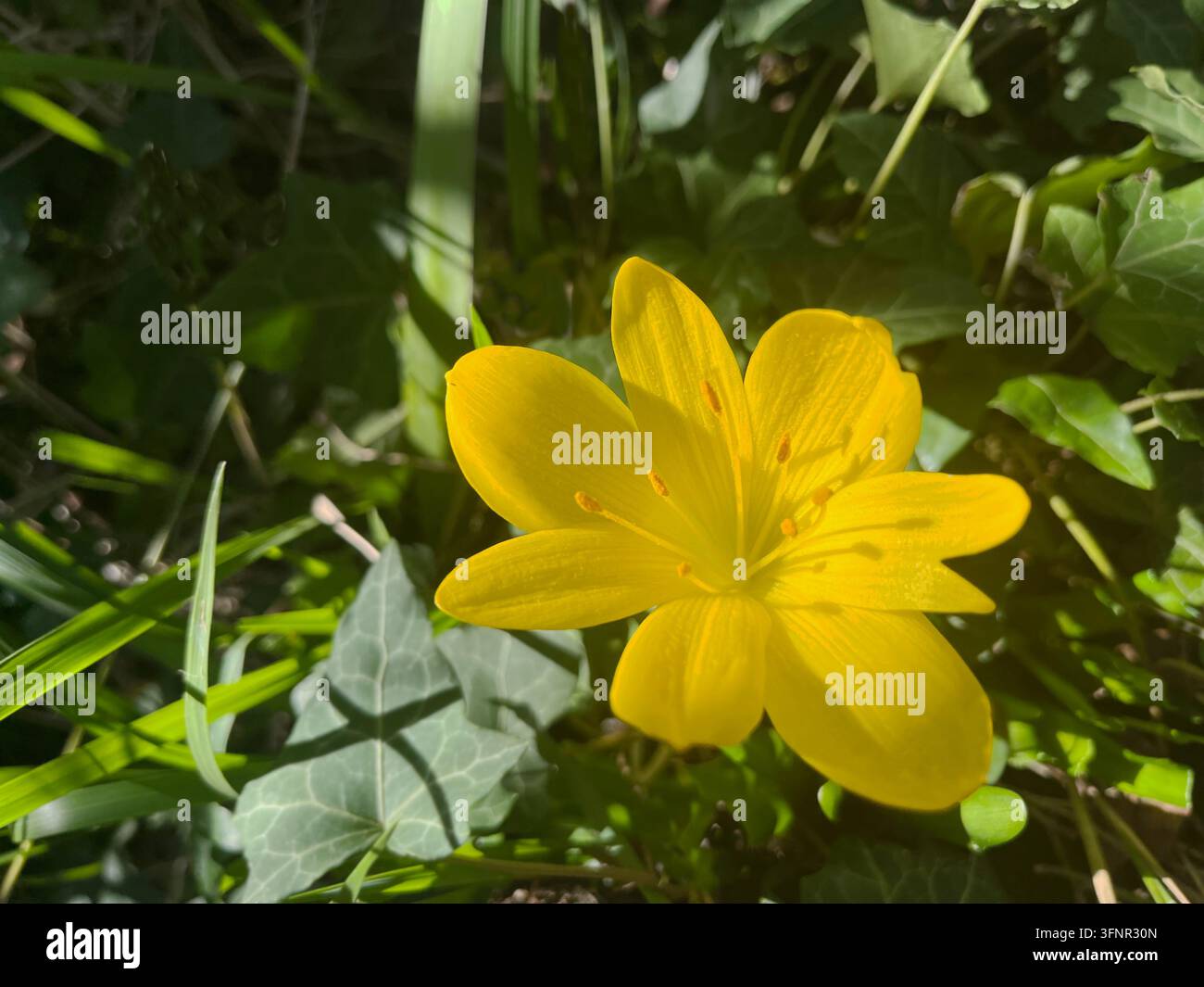 Nahaufnahme einer leuchtend gelben Sternbergia lutea-Blüte, auch bekannt als Herbst-Narzisse oder Winter-Narzisse, die im Freien in einem Garten mit natürlichem Rasen blüht Stockfoto