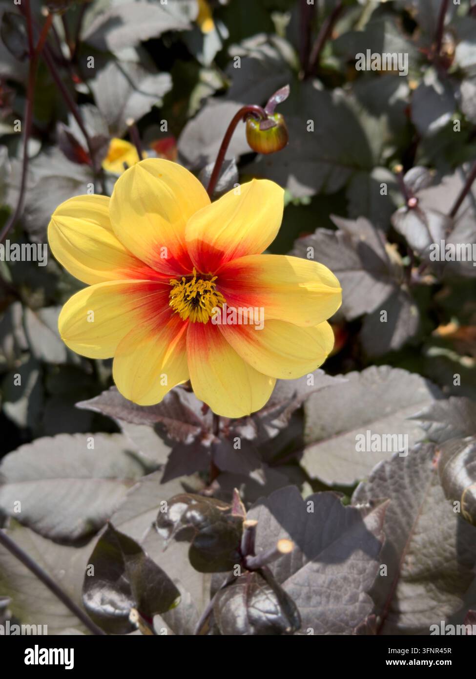 Gelbe und rote Dahlienblüte Dahlia 'Moonfire' oder Dahlia 'Sunshine', die zwischen dunklem Laub blüht Stockfoto